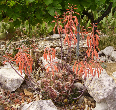 Pépinière Palmaris Aloe aristata