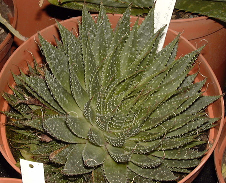 Pépinière Palmaris Aloe aristata