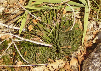 Pépinière Palmaris Aloe aristata