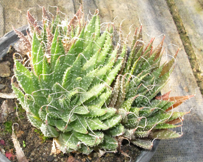 Pépinière Palmaris Aloe aristata