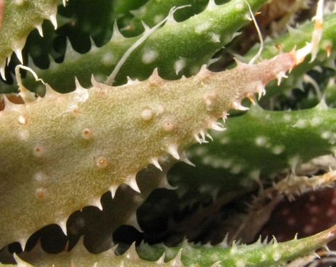 Pépinière Palmaris Aloe aristata