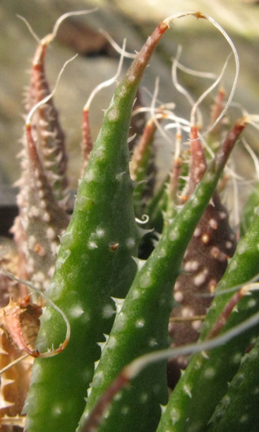 Pépinière Palmaris Aloe aristata