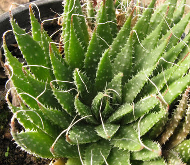 Pépinière Palmaris Aloe aristata