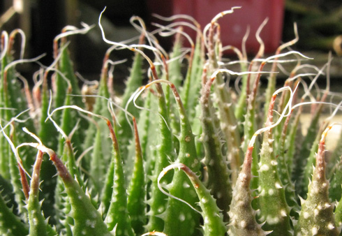 Pépinière Palmaris Aloe aristata