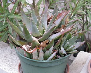 Pépinière Palmaris Aloe brevifolia 