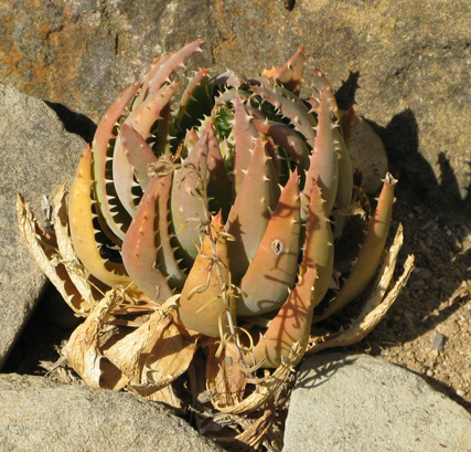 Pépinière Palmaris Aloe brevifolia 