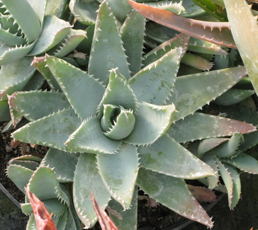 Pépinière Palmaris Aloe brevifolia postgenista