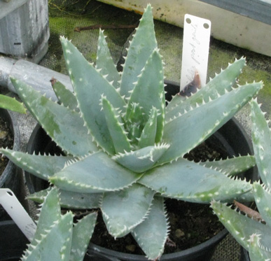 Pépinière Palmaris Aloe brevifolia postgenista