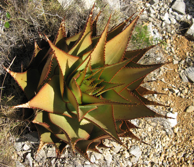 Pépinière Palmaris Aloe broomii