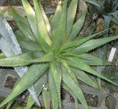 Pépinière Palmaris Aloe broomii