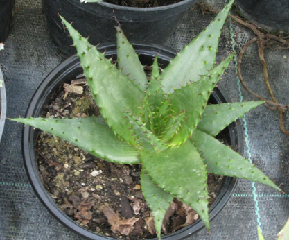 Pépinière Palmaris Aloe broomii