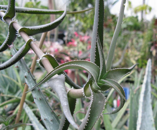 Pépinière Palmaris Aloe ciliaris