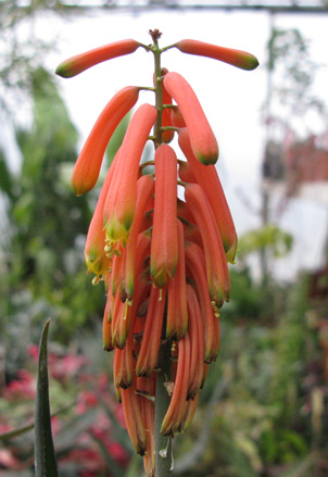 Pépinière Palmaris Aloe ciliaris