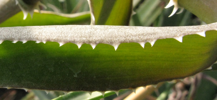 Pépinière Palmaris Aloe ciliaris