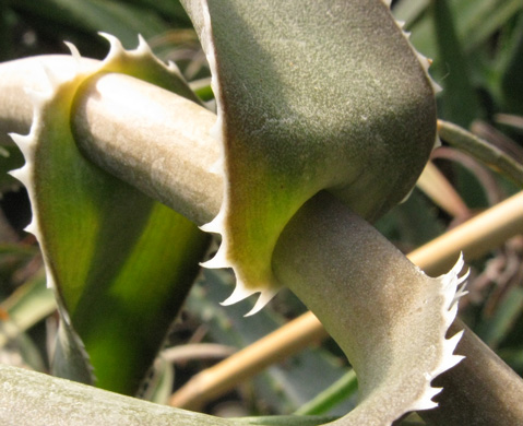 Pépinière Palmaris Aloe ciliaris