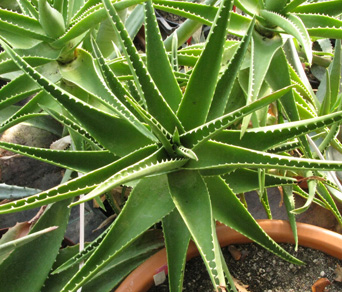 Pépinière Palmaris Aloe X delaetii