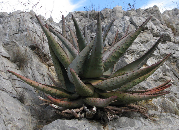 Pépinière Palmaris Aloe ferox Foncaude