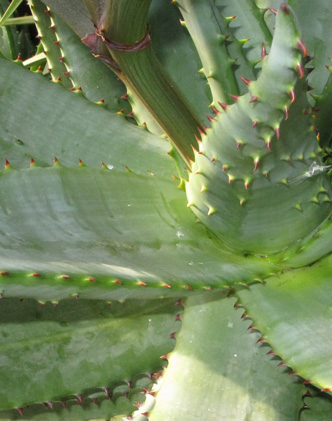 Pépinière Palmaris Aloe ferox