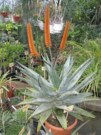 Pépinière Palmaris Aloe ferox