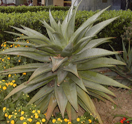 Pépinière Palmaris Aloe marlothii