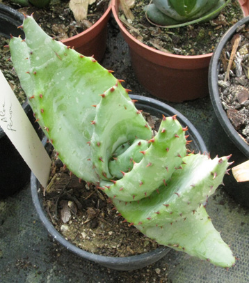 Pépinière Palmaris Aloe ferox