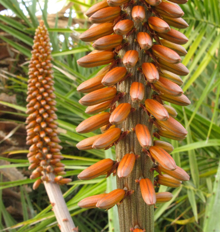 Pépinière Palmaris Aloe ferox