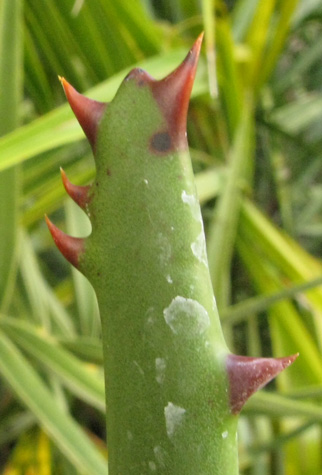 Pépinière Palmaris Aloe ferox