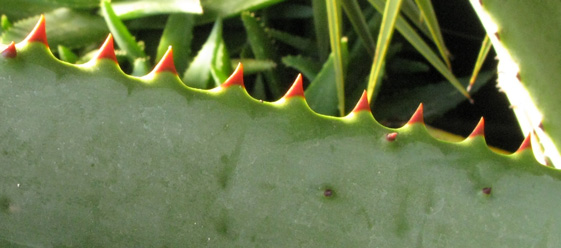 Pépinière Palmaris Aloe ferox