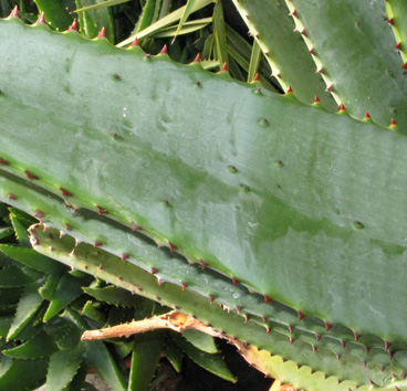 Pépinière Palmaris Aloe ferox