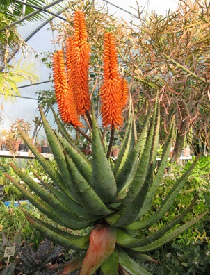 Pépinière Palmaris Aloe ferox