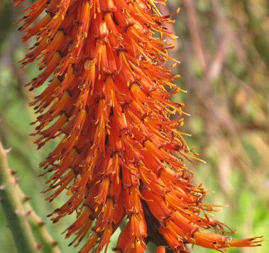 Pépinière Palmaris Aloe ferox