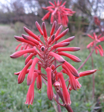 Pépinière Palmaris Aloe grandidentata