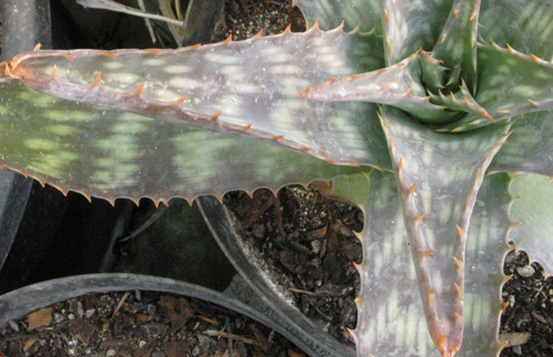 Pépinière Palmaris Aloe grandidentata