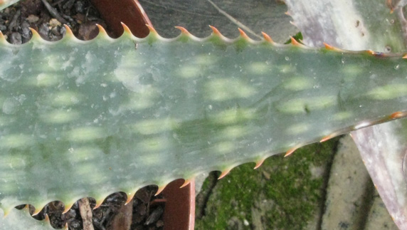 Pépinière Palmaris Aloe grandidentata