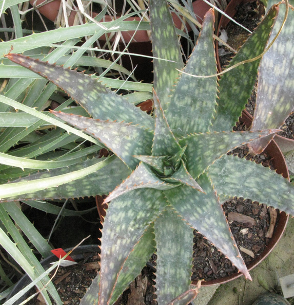 Pépinière Palmaris Aloe grandidentata