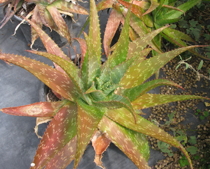 Pépinière Palmaris Aloe grandidentata