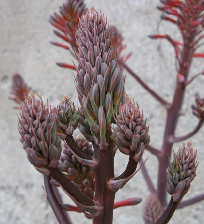 Pépinière Palmaris Aloe grandidentata