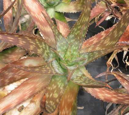 Pépinière Palmaris Aloe grandidentata