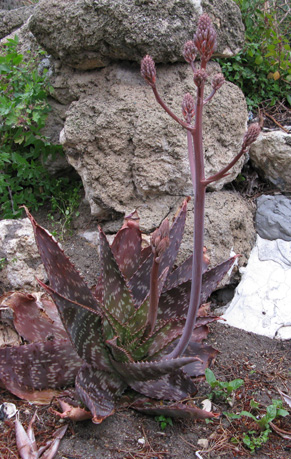 Pépinière Palmaris Aloe grandidentata