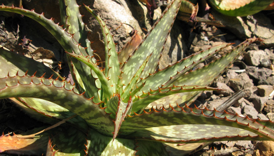 Pépinière Palmaris Aloe grandidentata