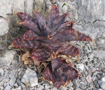 Pépinière Palmaris Aloe grandidentata