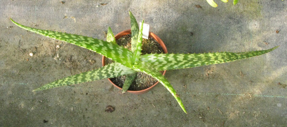 Pépinière Palmaris Aloe greenei