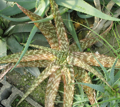 Pépinière Palmaris Aloe greenei