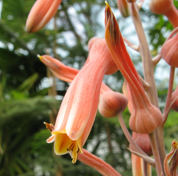 Pépinière Palmaris Aloe greenei