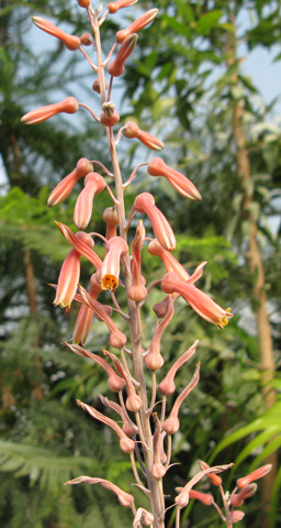 Pépinière Palmaris Aloe greenei