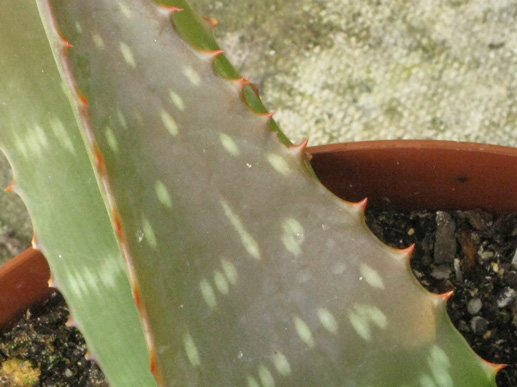 Pépinière Palmaris Aloe maculata