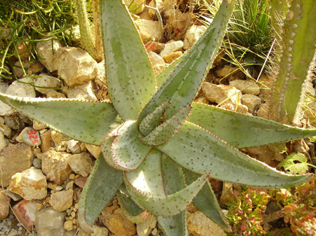 Pépinière Palmaris Aloe marlothii