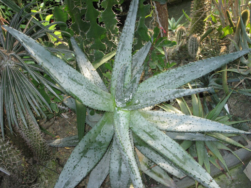 Pépinière Palmaris Aloe marlothii