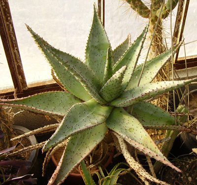 Pépinière Palmaris Aloe marlothii