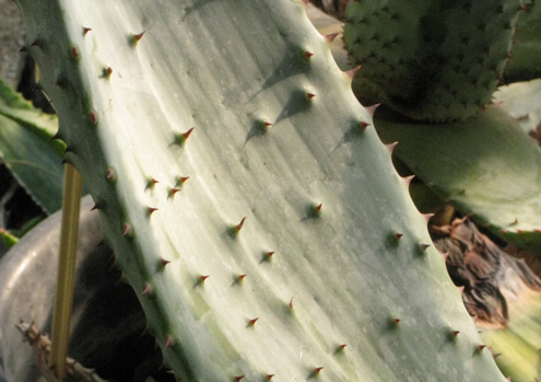 Pépinière Palmaris Aloe marlothii